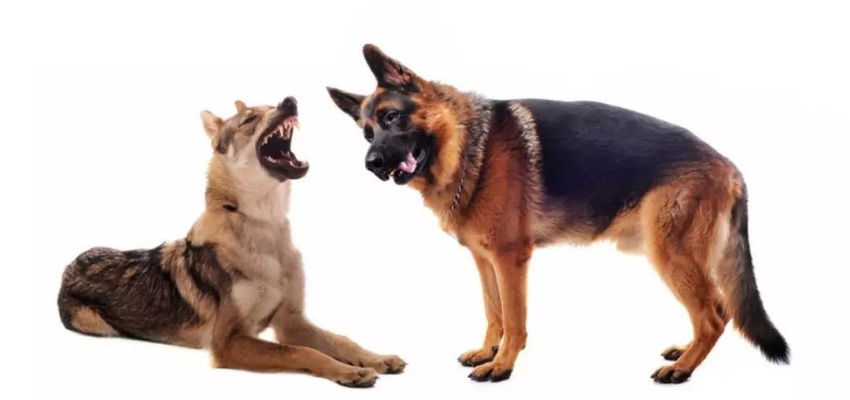 猛犬俱乐部官方下载,安全性策略评估|超值版_v8.175